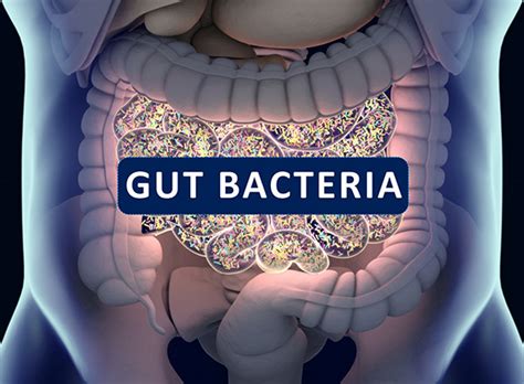 Good Gut Bacteria Linked To Melanoma Immunotherapy Response
