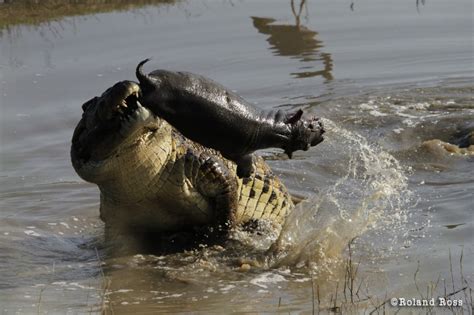 Do Crocodiles Eat Hippos Tracking The Wild