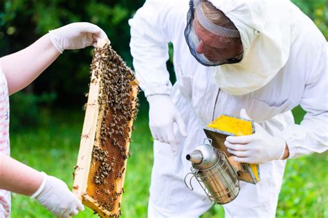 Beekeeping Starter Kits A Beginner Beekeepers Saving Grace All