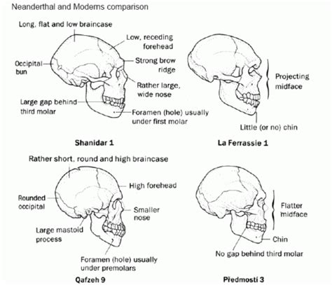 Comparison Of Neanderthal Skulls