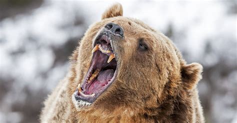 Discover The 10 Largest Bears In The World Az Animals