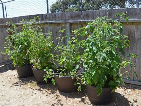 Container Vegetable Gardening For Beginners Attainable Sustainable