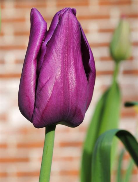 All The Prettiest Things About Purple Tulips Gardenerdy