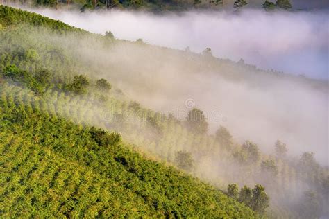 Fog Over Mountain And Forest On Sunrise Stock Photo Image Of Nature