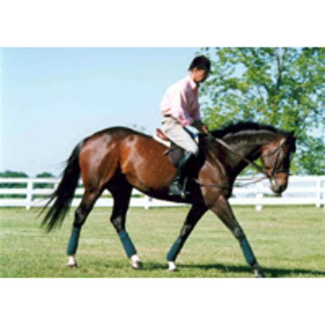 Using Draw Reins And Side Reins Show Horses Centered Riding Horses