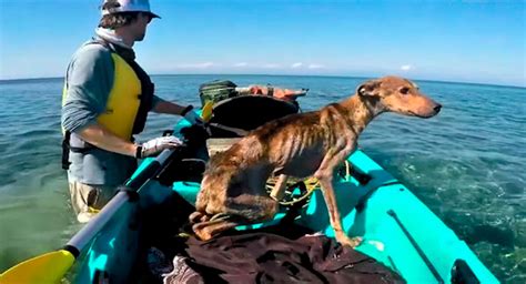 Man Rescued Starving Dog Alone On Remote Island And Brings Him Home