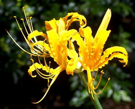 Lycoris Aurea Golden Spider Lily Plants Nature Lily