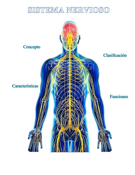 Sistema Nervioso Sistema Nervioso Nervioso Somatico