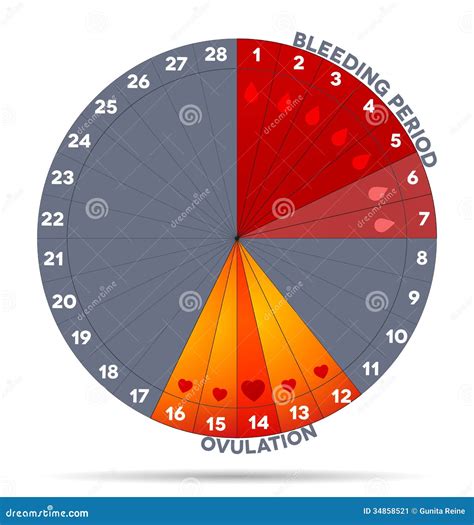 Chart Of Menstrual Cycle And Ovulation