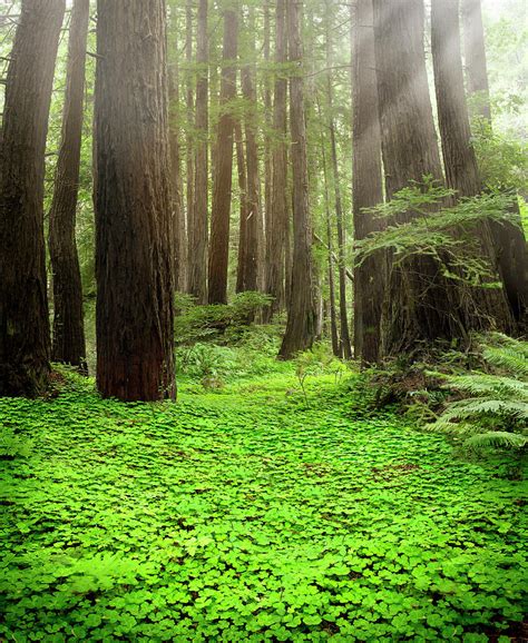 Coastal Redwood Forest Floor By Stephen Swintek