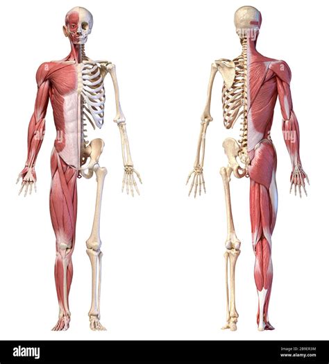 Anatomie des systèmes musclés et squelettiques humains vues avant et