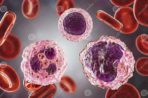 Monocyte Lymphocyte And Neutrophil Surrounded By Red Blood Cells Stock