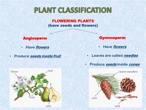 Science Plant Classification In Plant Classification Parts Riset