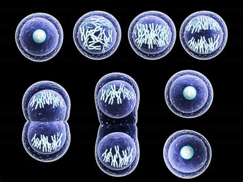 Meiosis Stock Photos Pictures And Royalty Free Images Istock