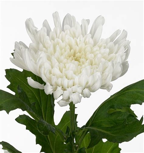 Chrys Fuji Yazoo White Disbudsmums Chrysanthemum Flowers By