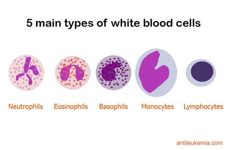 Understanding White Blood Cell Count Normal High And Low