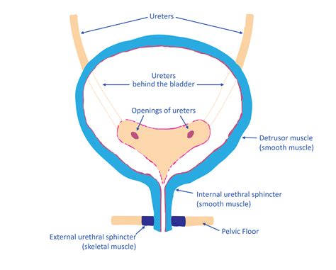 Urinary Bladder Function Wellspect