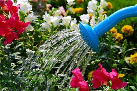 Watering Flowers — Stock Photo © Elenathewise 4824907