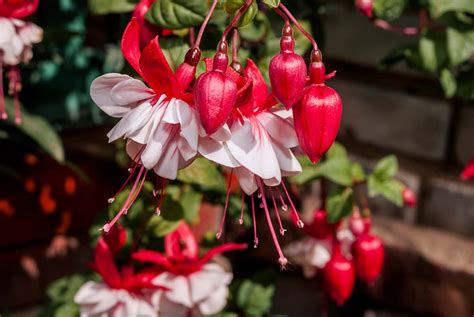Growing Fuchsias How To Plant Raise And Use The Berries And Flowers