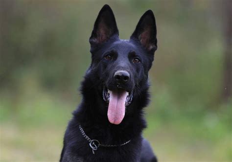 10 Big Black Dog Breeds Youll Love Canine Weekly