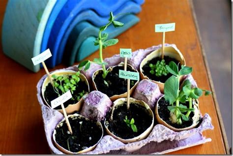 20 Frugal Repurposed Seed Starting Containers To Start Your Seeds In