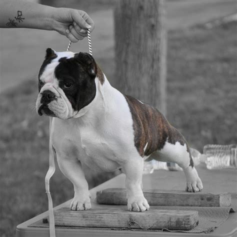 Jamie sweet and amy krogman from the shorty bulldog puppies for sale are muscled with a dense structure and have witty character traits to. Shorty Bulls: Deciphering Movement & The Breed Standards