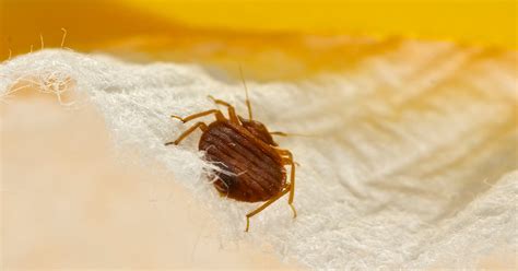 How To Get Rid Of Bed Bugs In Clothes