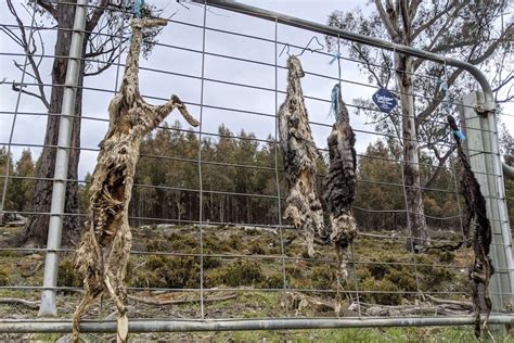 Tasmanian Feral Cat Expert Warns Hanging Dead Animals On Fences May