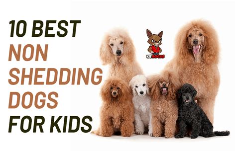 10 Best Non Shedding Dogs For Kids K9 Rocks