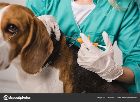 Cropped View Veterinarian Holding Syringe Microchipping Beagle Dog