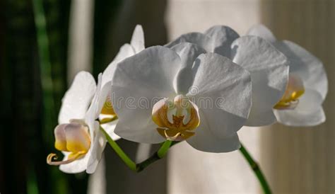 White Phalaenopsis Orchid Flower Isolated On Striped Background Very