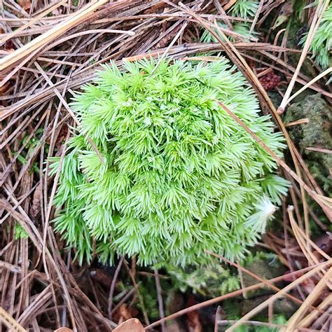 A Pincushion Moss Leucobryum Sp Western Carolina Botanical Club