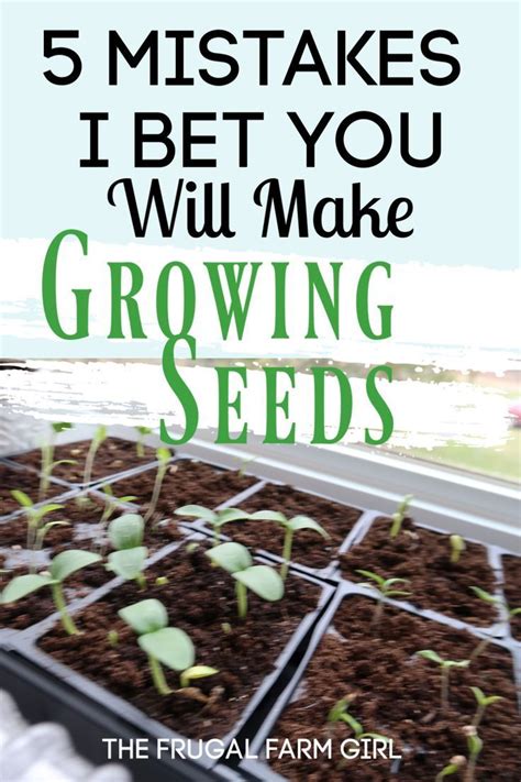 The 5 Most Common Mistakes Growing Seeds Indoors Growing Seeds