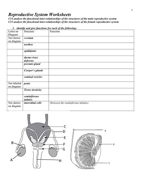 Male Reproductive System Coloring Worksheet Images And Photos Finder