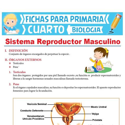 Lamina De Aparato Reproductor Femenino Y Masculino Th