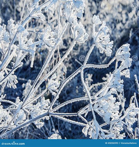Frozen Plants Stock Image Image Of Flora Freeze Frost 45036595