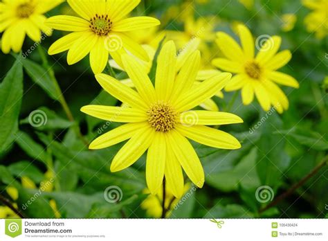 We did not find results for: A Flower Of Chrysanthemum That Makes Beautiful Yellow ...