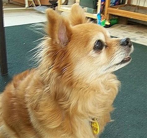 Corgi Mix Pom 16 Unreal Pug Cross Breeds You Have To See To Believe