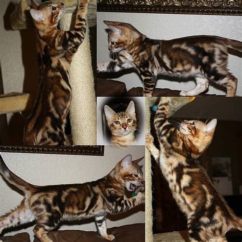 The background color is white. The Breathtaking Marbled Bengal Cat | ParagonBengals' Blog