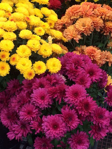 Fall Mums Flowers Pictures Flowers Cjk