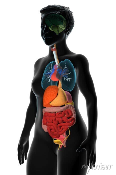 Human Body Internal Organs Torso 3d Illustration Side View Dipinti