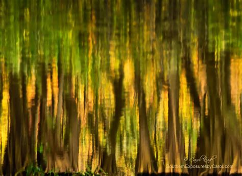Everglades Reflections Shutterbug