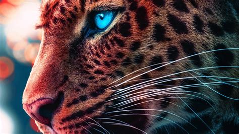 Cheetah Magical Eyes 4k Hd Animals 4k Wallpapers Images Backgrounds
