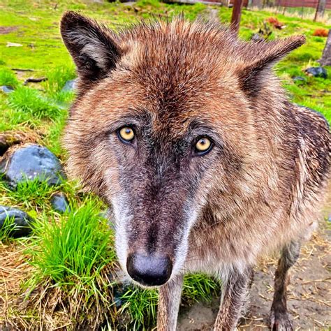 Wolves Alaska Wildlife Conservation Center