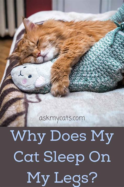 Why Does My Cat Sleep Between My Legs
