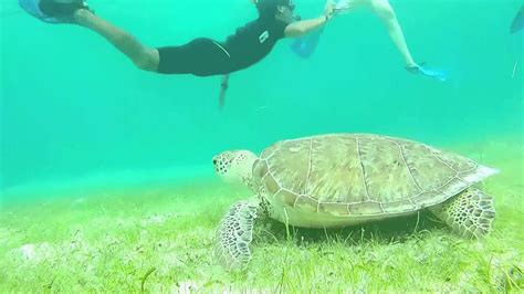 Nadando Con Tortugas En Akumal Mexico Swimming With Turtles In