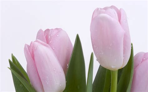 Pastel Tulips Wallpapers Top Free Pastel Tulips Backgrounds