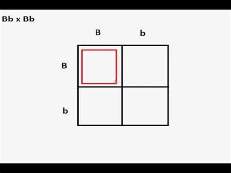 The punnett square is a table in which all of the possible outcomes for a genetic cross between two individuals with known genotypes are given. How to DO a Punnett Square - YouTube