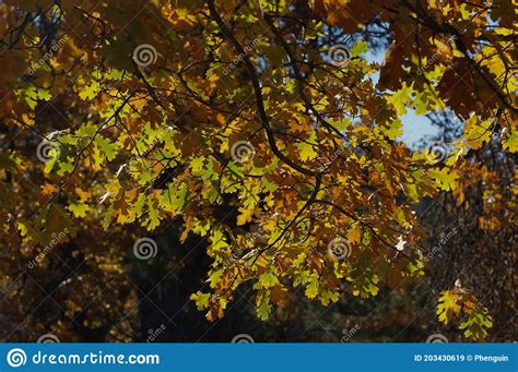 Backlit Oak Leaves In Fall Stock Image Image Of Gold 203430619