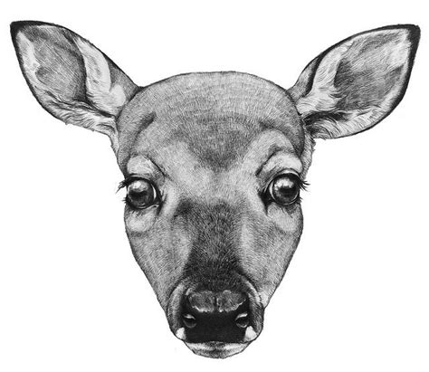 Deer Head Drawing Drawings Pinterest Deer Heads Deer And Drawing